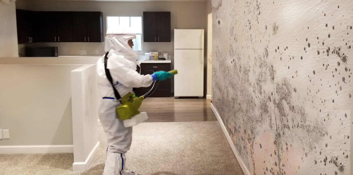 bi puroclean mitigating black mold identify manage reduce risks at home