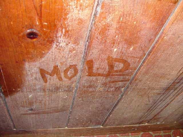 ceiling wood floors wood ceiling clothes off wood mold from mold growing green mold prevent mold hardwood floors