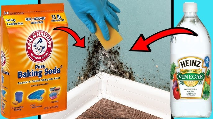 how to clean mold