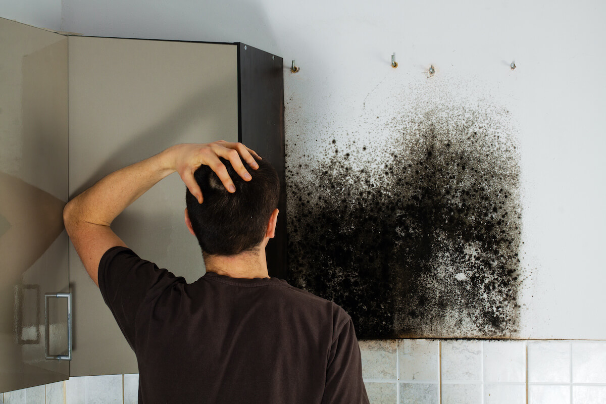 kitchen mold removal services