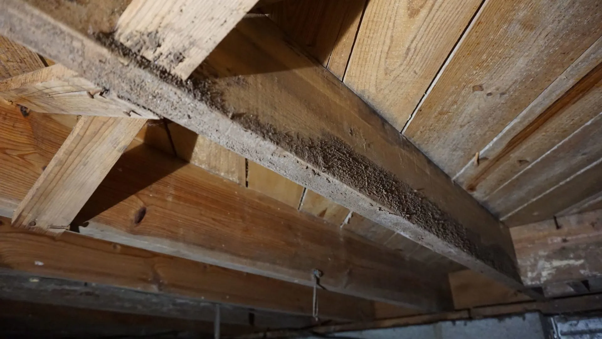 mold in crawl space on wooden beams resize scaled 1