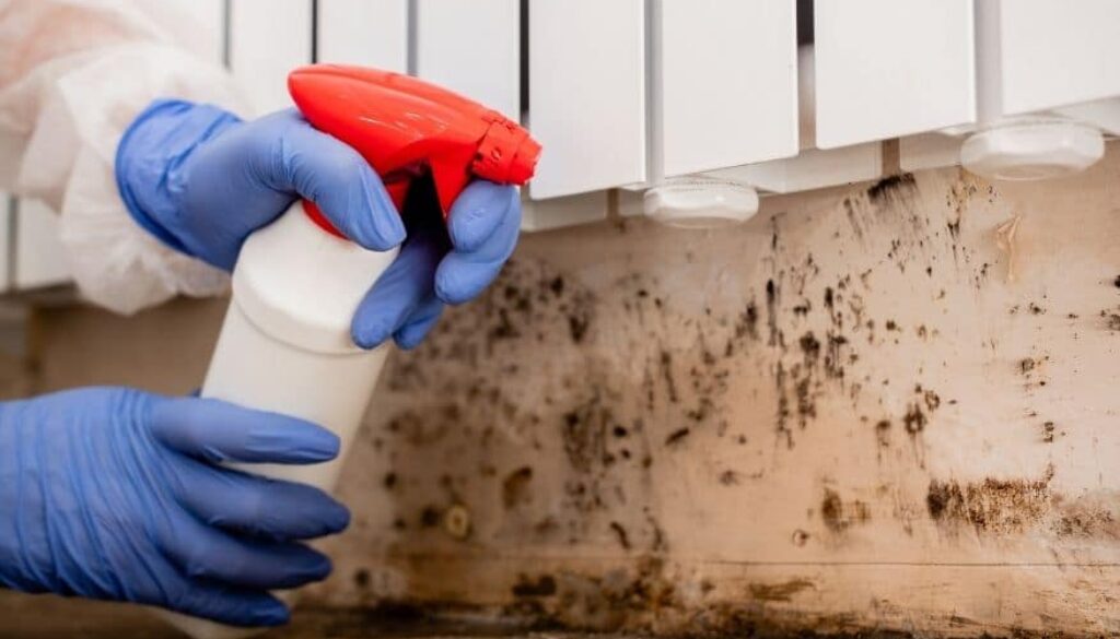 mold remediation important dos and donts you need to know 1024x585 1