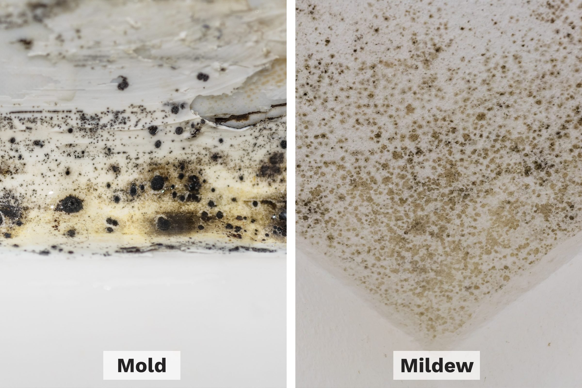 mold vs mildew side by side getty