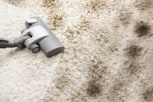 what you need to know about mildew on carpet2