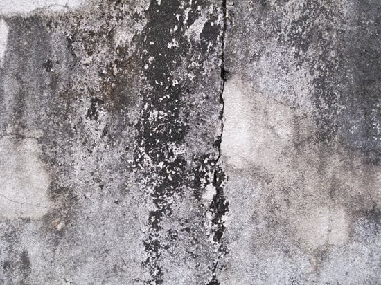 black mold mold on concrete shutterstock 97274