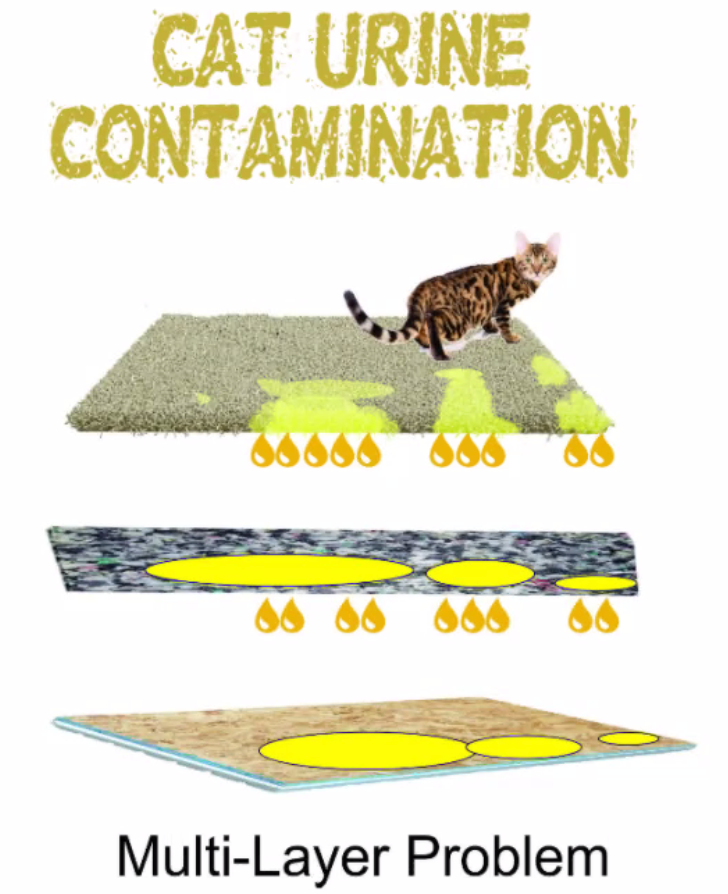 cat urine issues