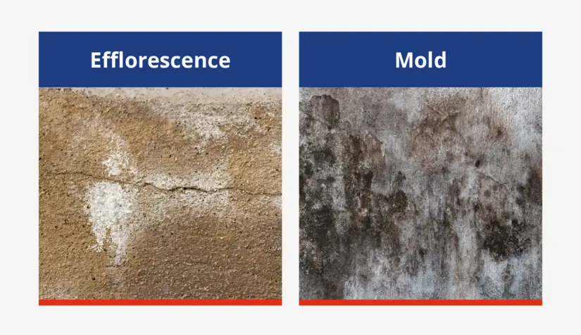 efflorescence vs mold 1