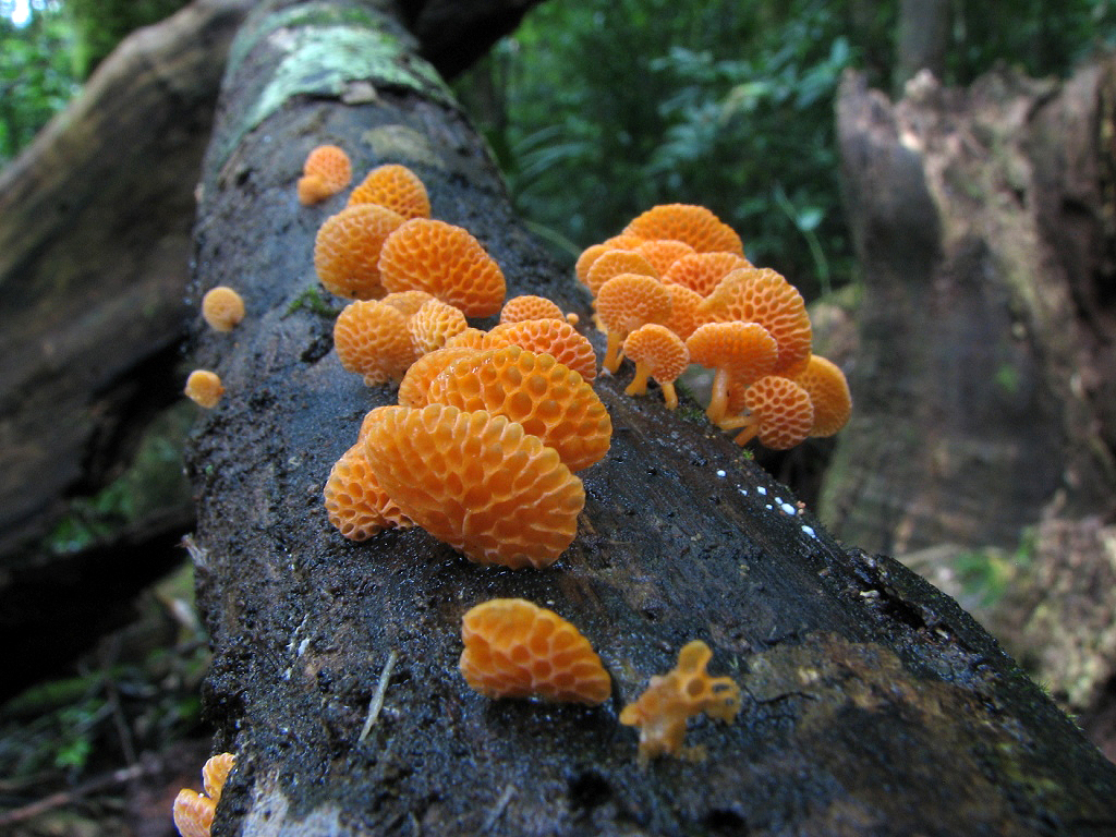 favolaschia calocera 02 kq large