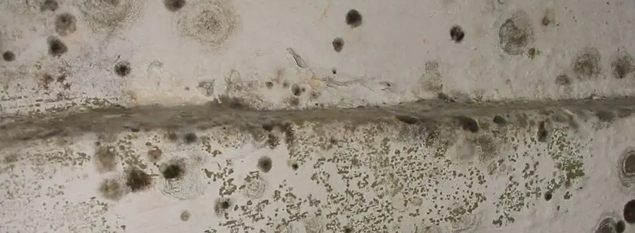 mold growing on concrete.jpg