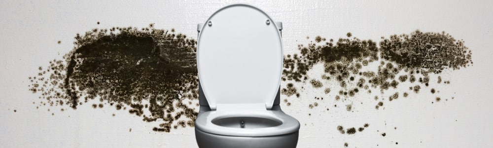 toilet mold blog