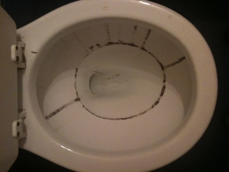 toilet mould