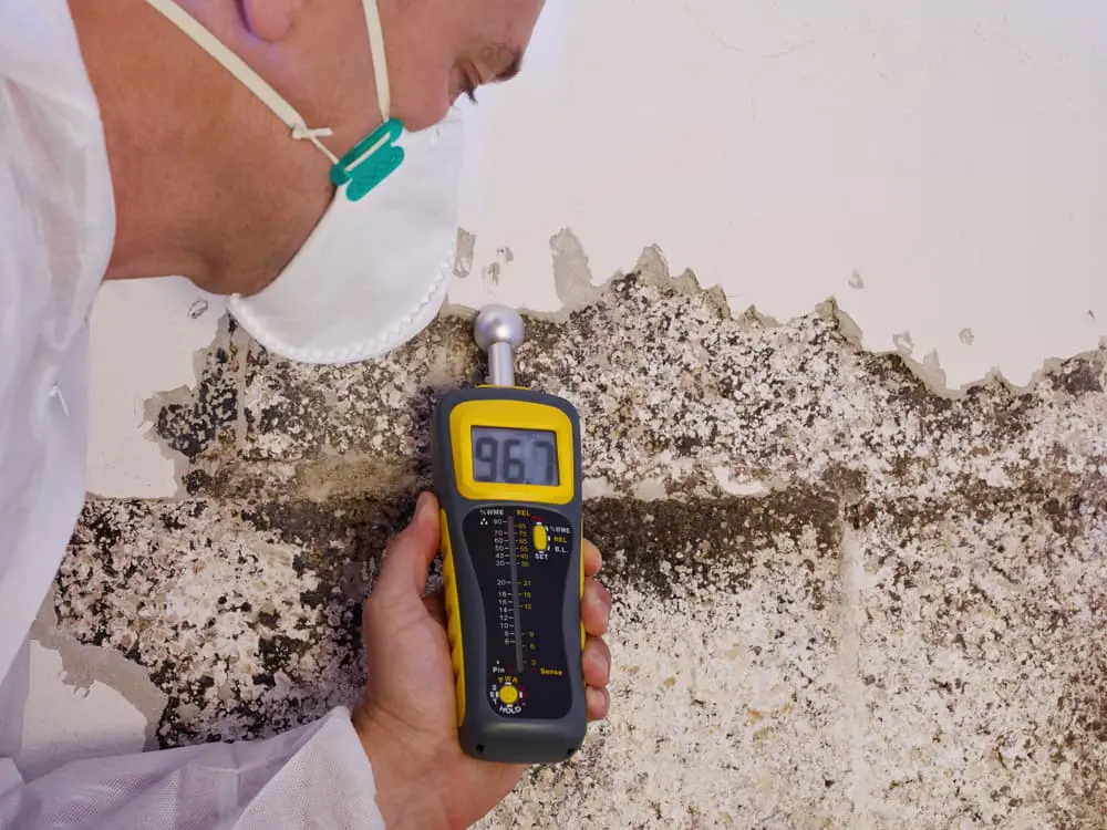 what happens during a mold inspection