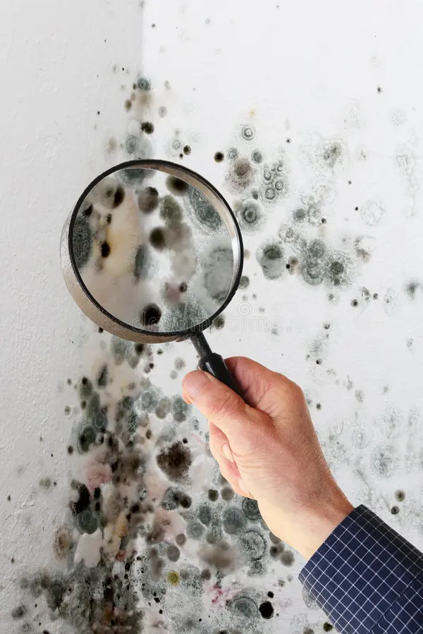 man magnifying glass checking mold fungus 49962990