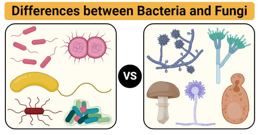 Differences between Bacteria and Fungi Bacteria vs Fungi